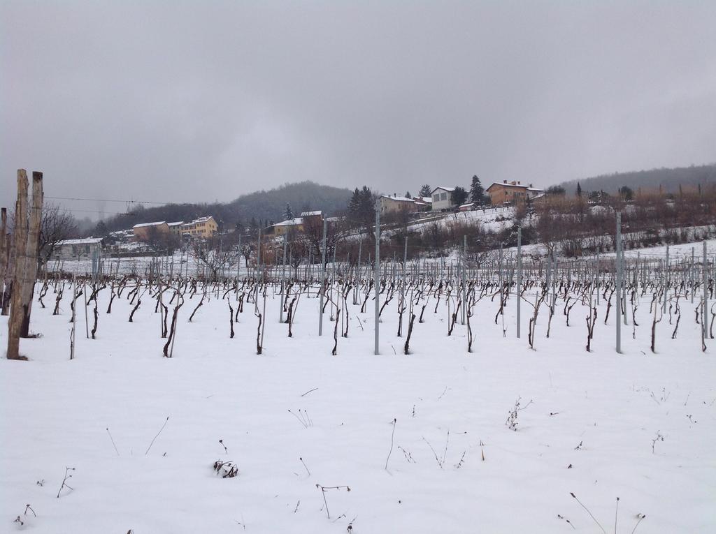 Azienda Agricola Garoglio Davide Alfiano Natta Eksteriør billede
