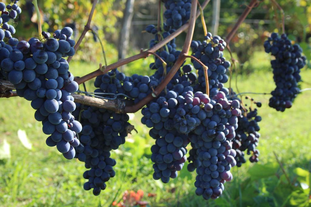 Azienda Agricola Garoglio Davide Alfiano Natta Eksteriør billede