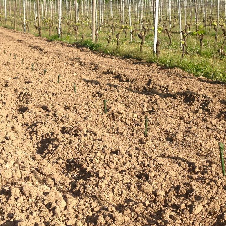 Azienda Agricola Garoglio Davide Alfiano Natta Eksteriør billede